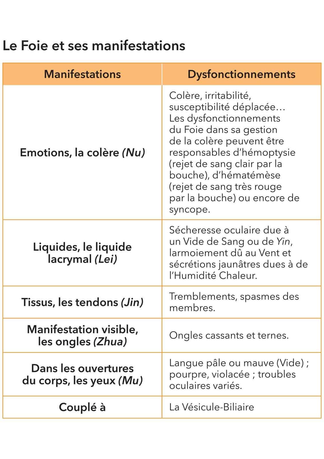 Le foie est responsable de nombreuses fonctions métaboliques et régulatrices.