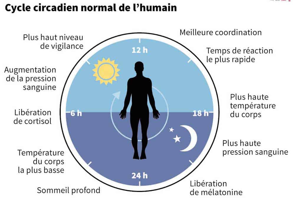 horloge circadienne et l'organisme humain
