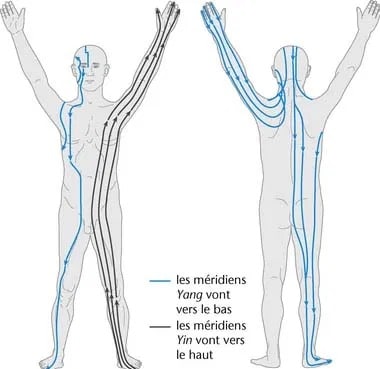 6.2 - Les méridiens YIN