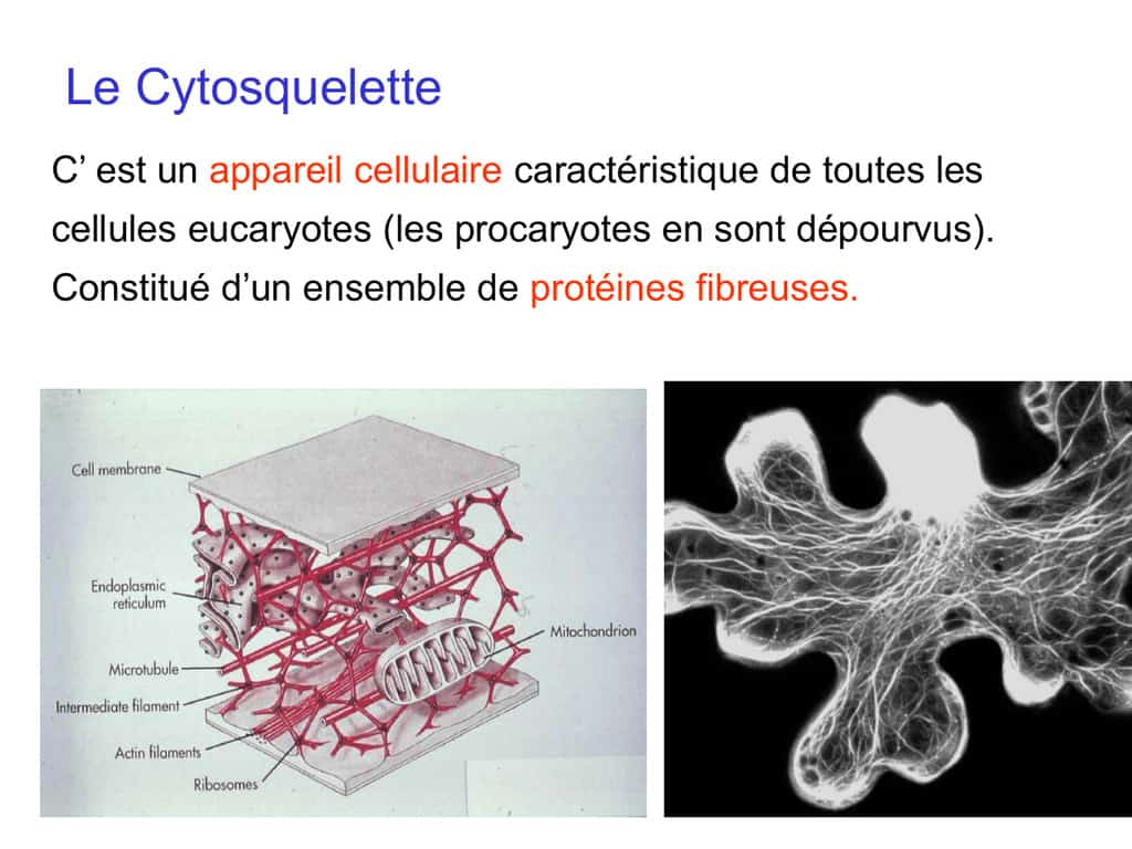 métabolisme cellulaire du cytosquelette