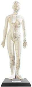 Modèle dacupuncture 45 cm - Femme