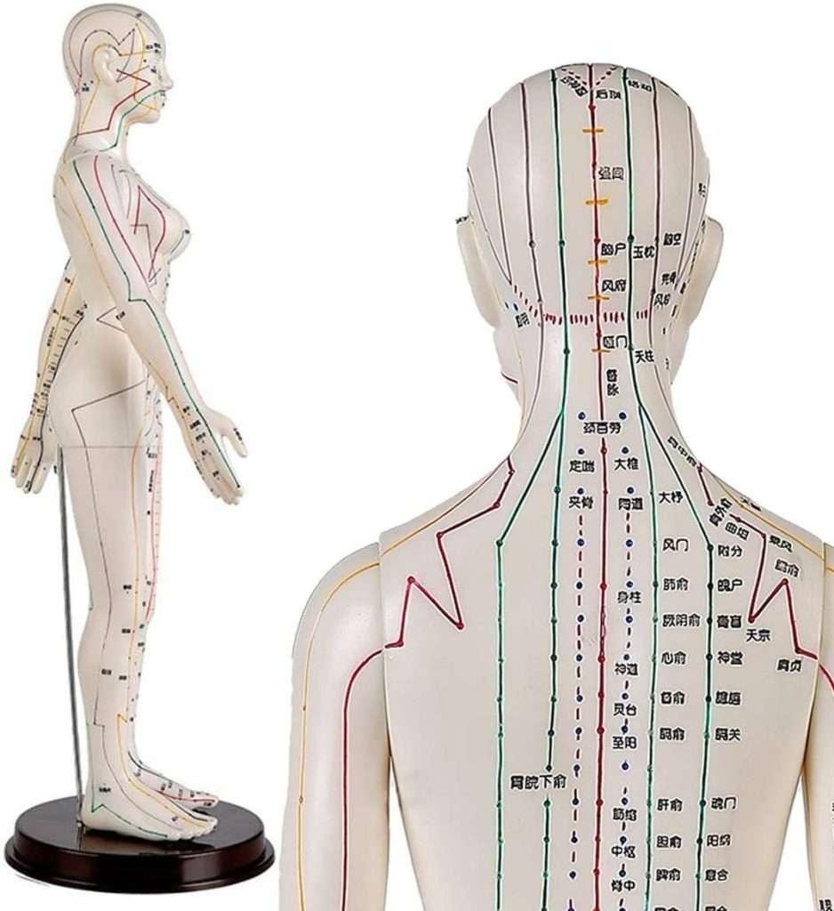 Modèle dacupuncture 45 cm