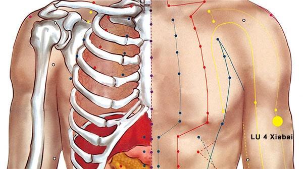Point Xia Bai (4P) du méridien du poumon