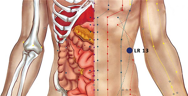 Emplacement du point d'acupuncture Zhang Men