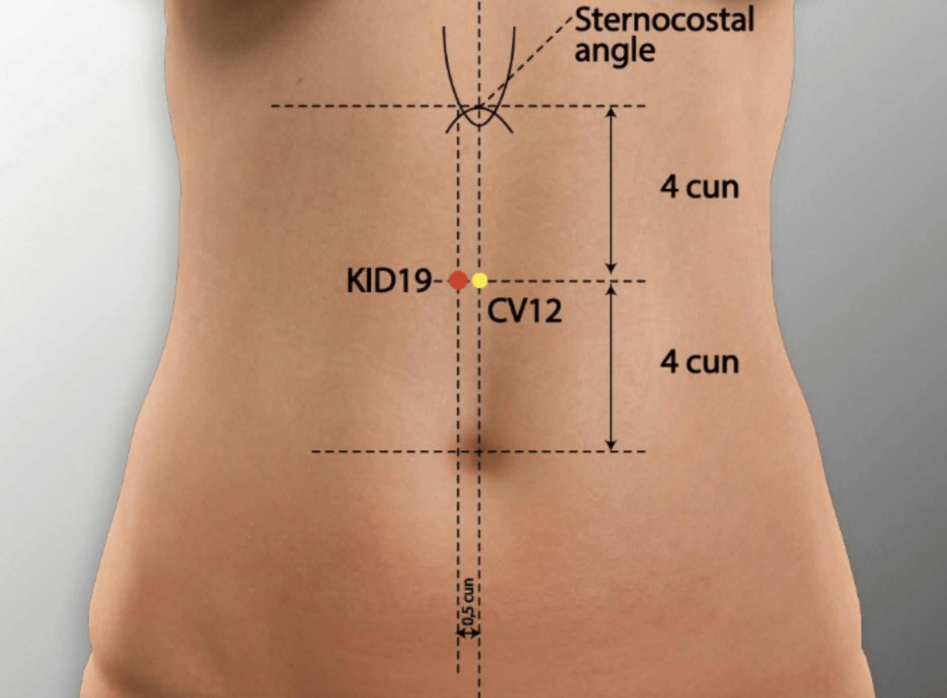 À quoi sert le point d'acupuncture Yin Du (19R) ?