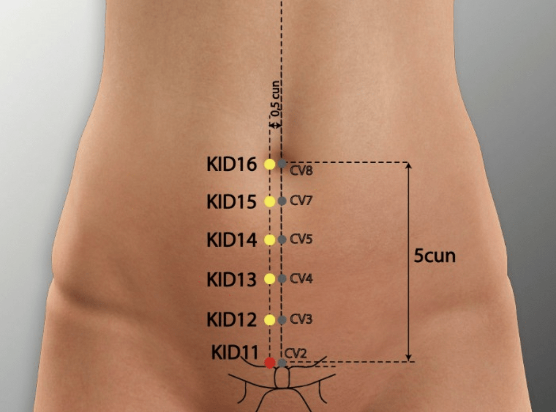 HENGGU Kidney Meridian