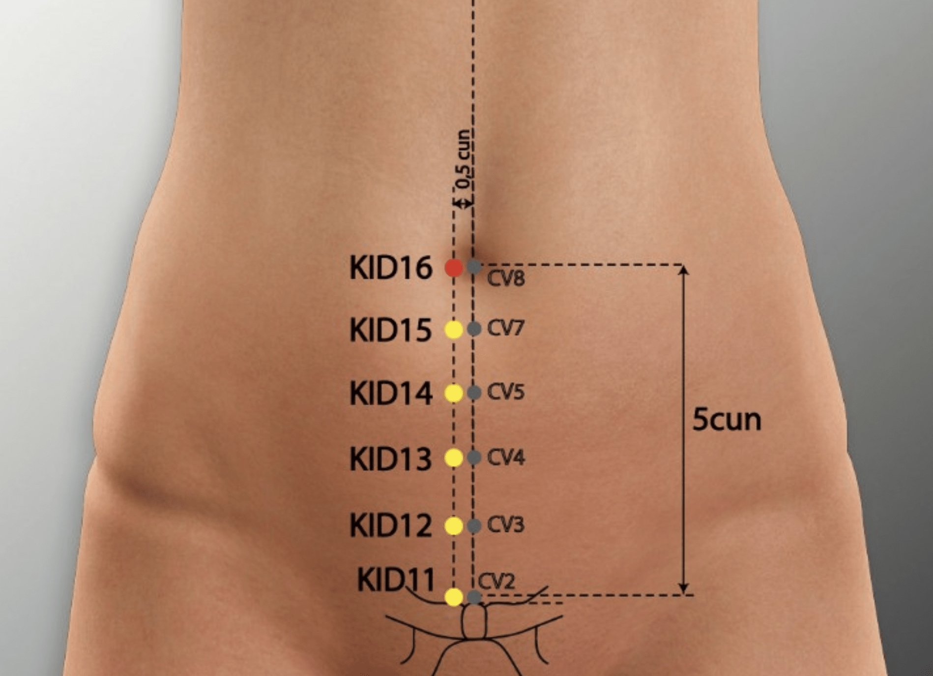 Thérapie et précautions de Huangshu