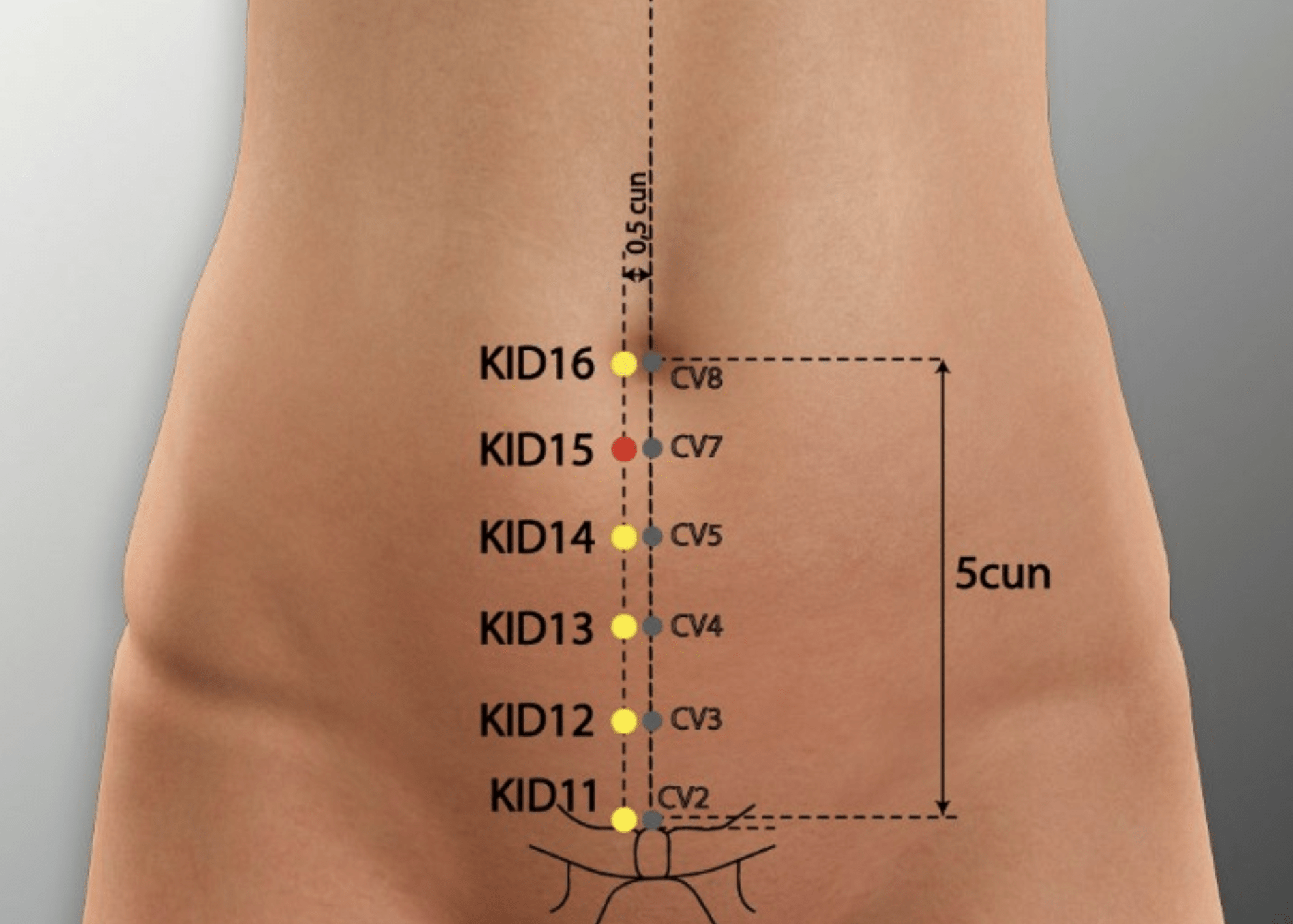 À quoi sert le point d'acupuncture Zhongzhu ?