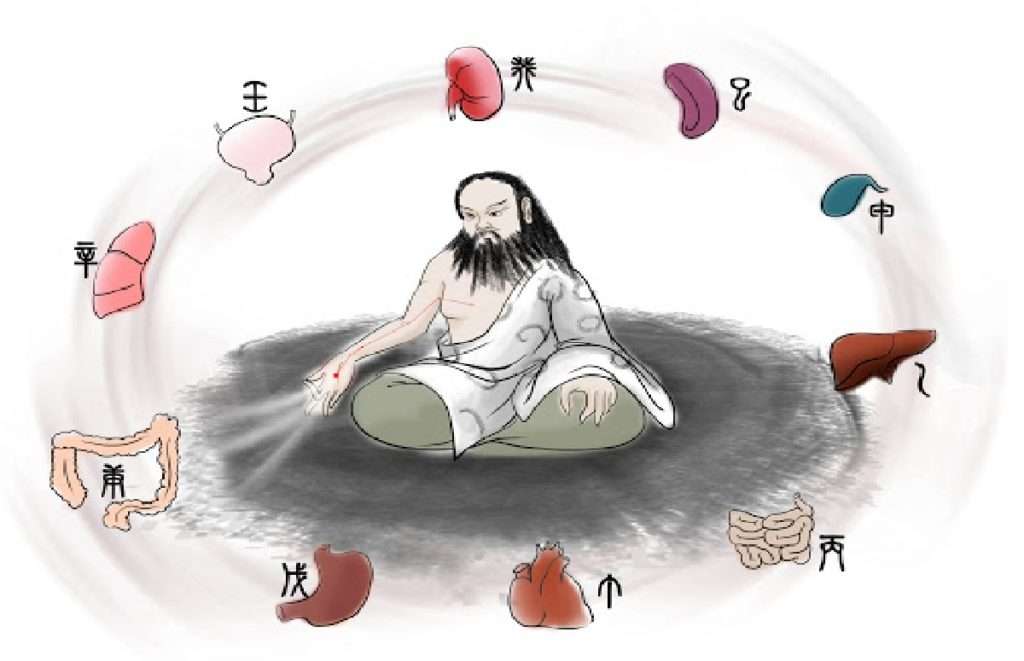 Zang Fu – Les circuits fonctionnels et leurs organes internes