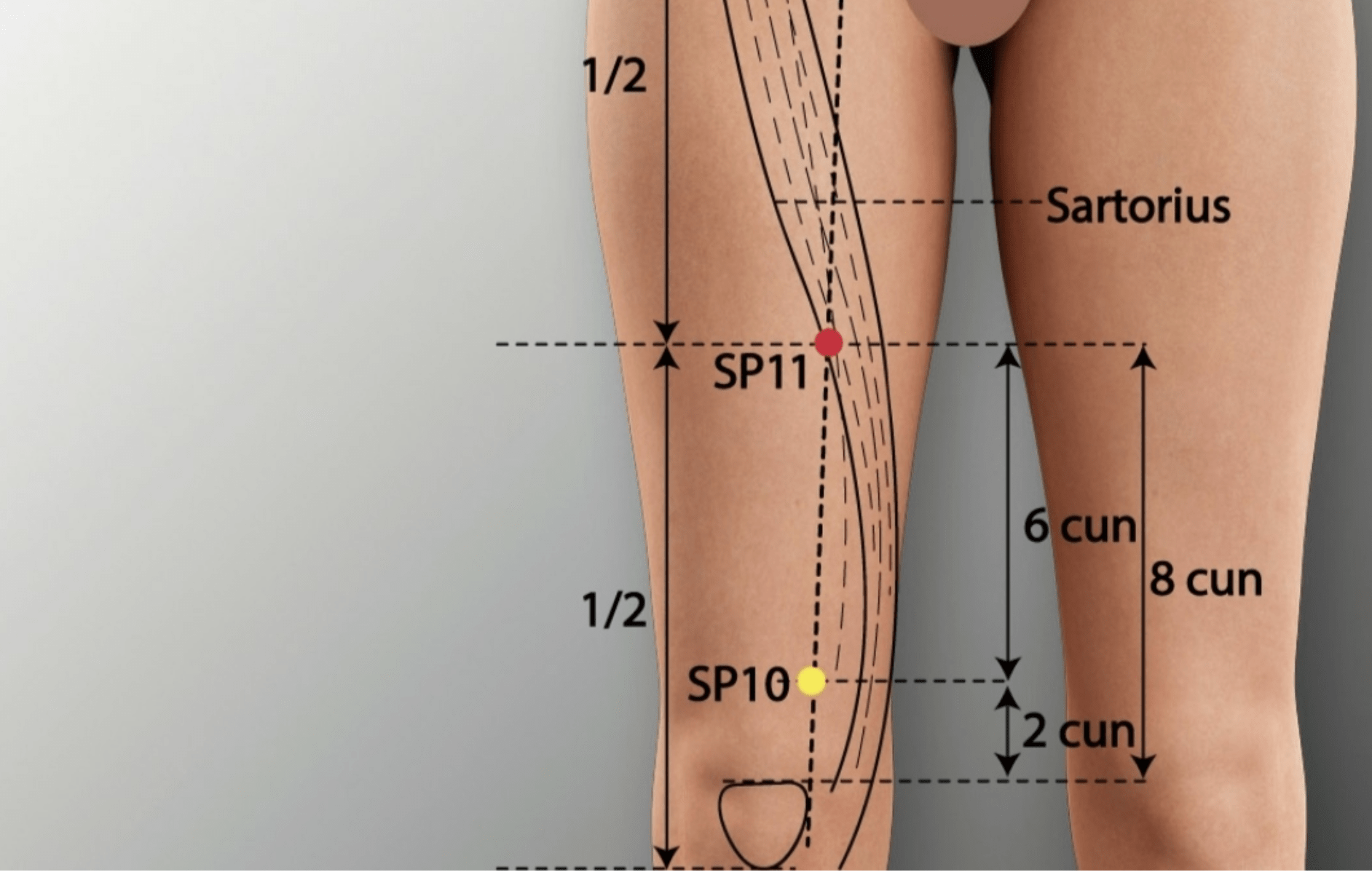 Emplacement du point Ji Men (11Rt)
