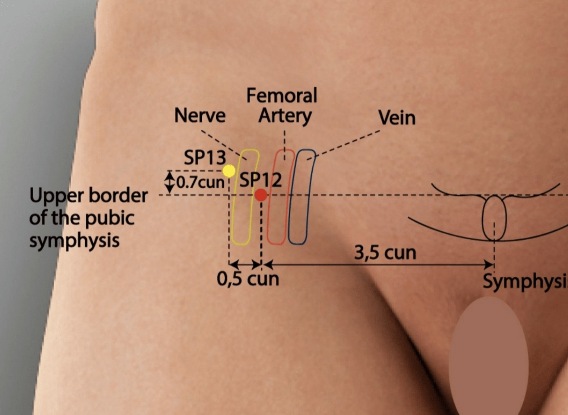 Emplacement du point Chong Men (12Rt)