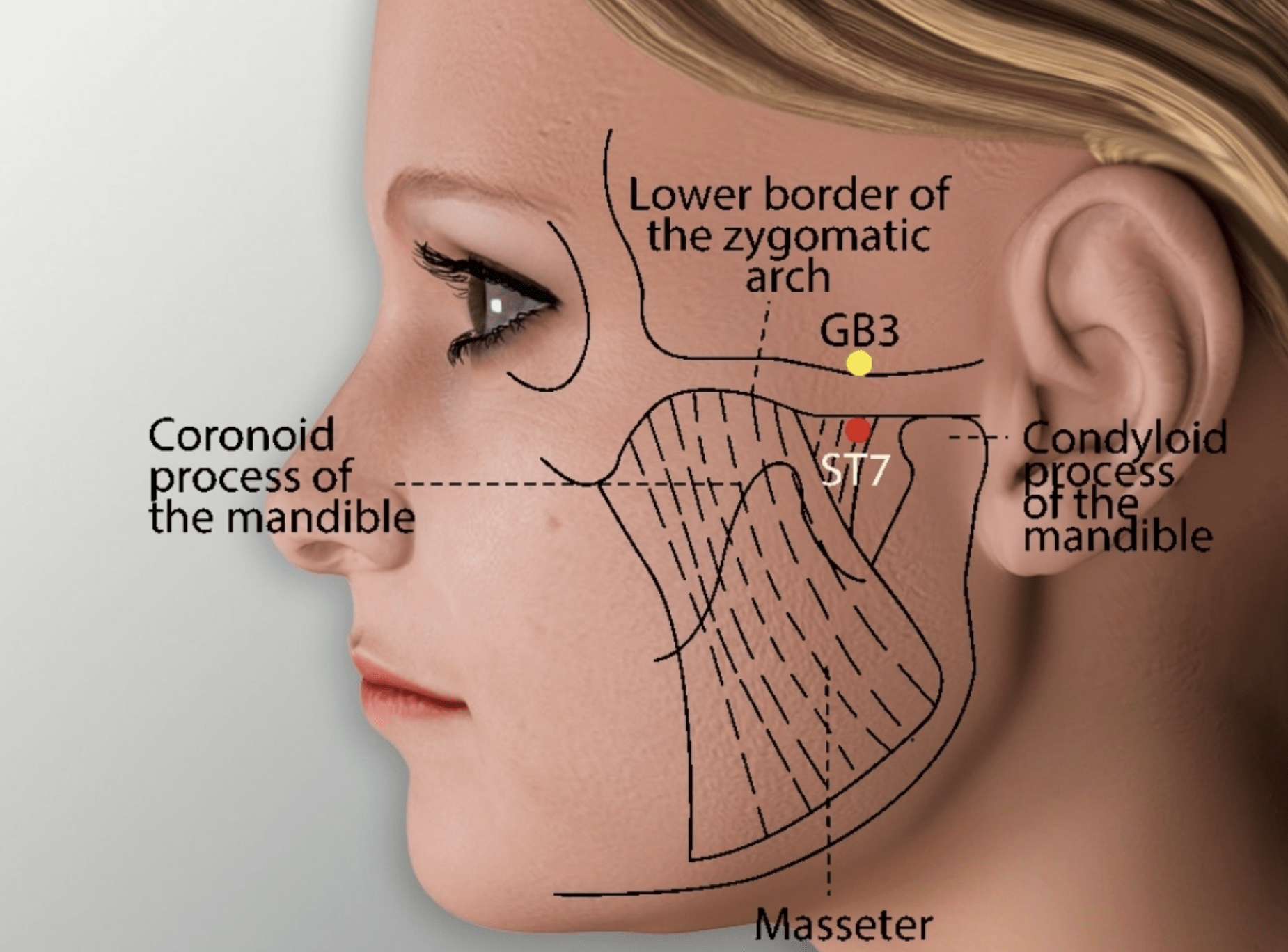 Emplacement du point d'acupuncture Xia Guan (7E)