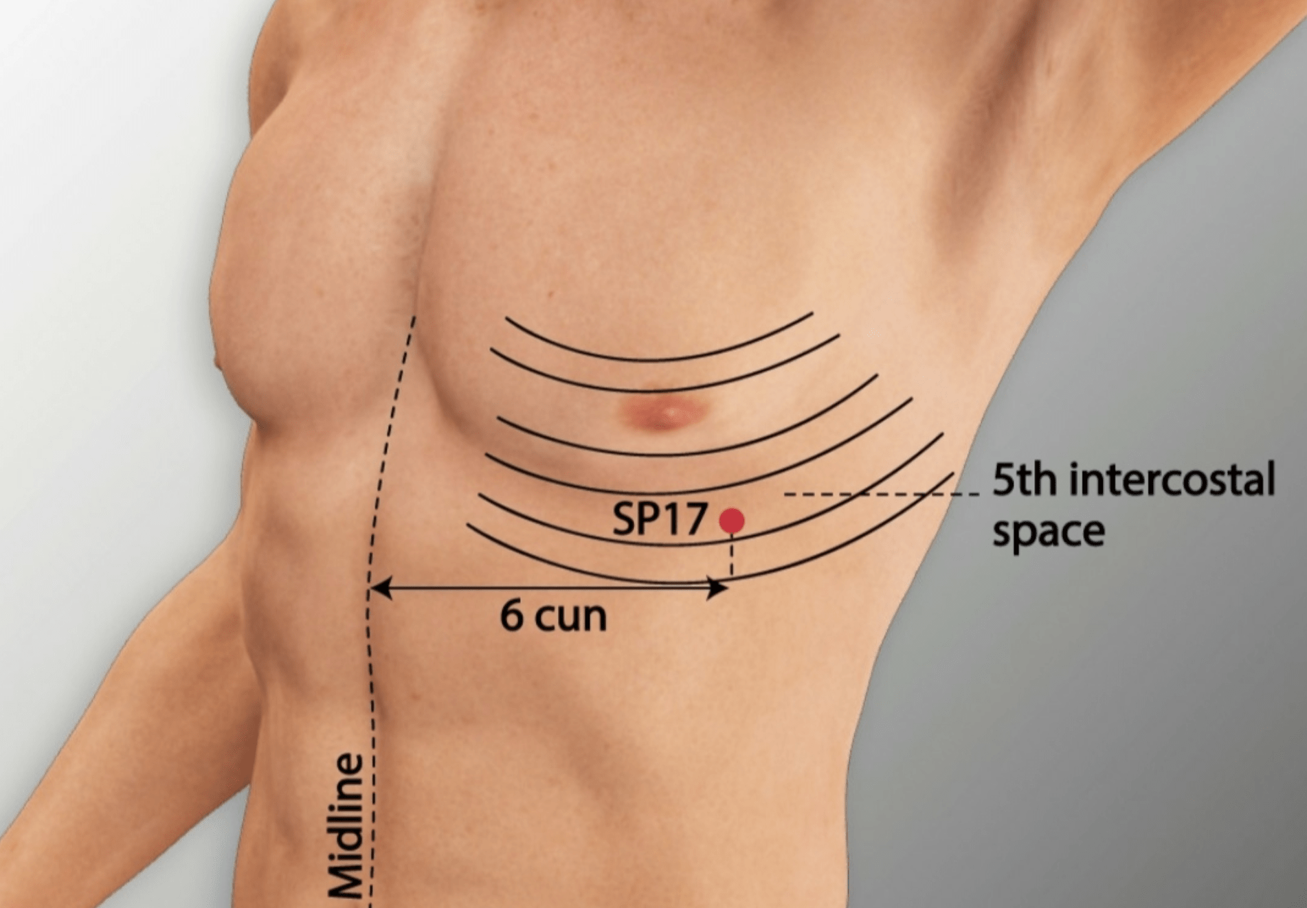 Emplacement du point Shi Dou (17Rt)