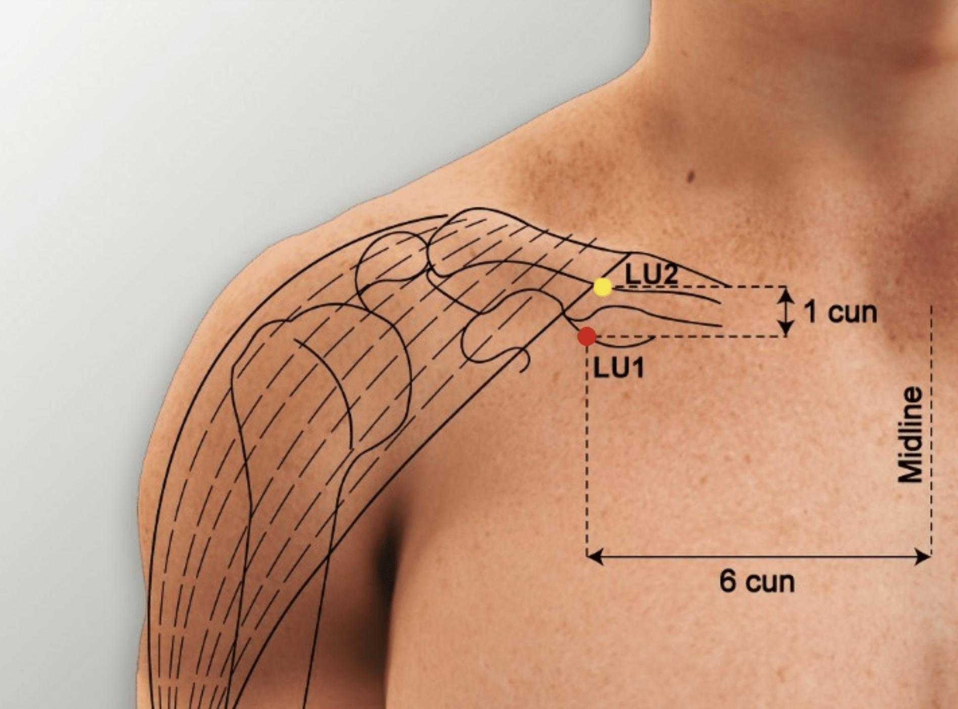 Emplacement du point Zhong Fu (1P)