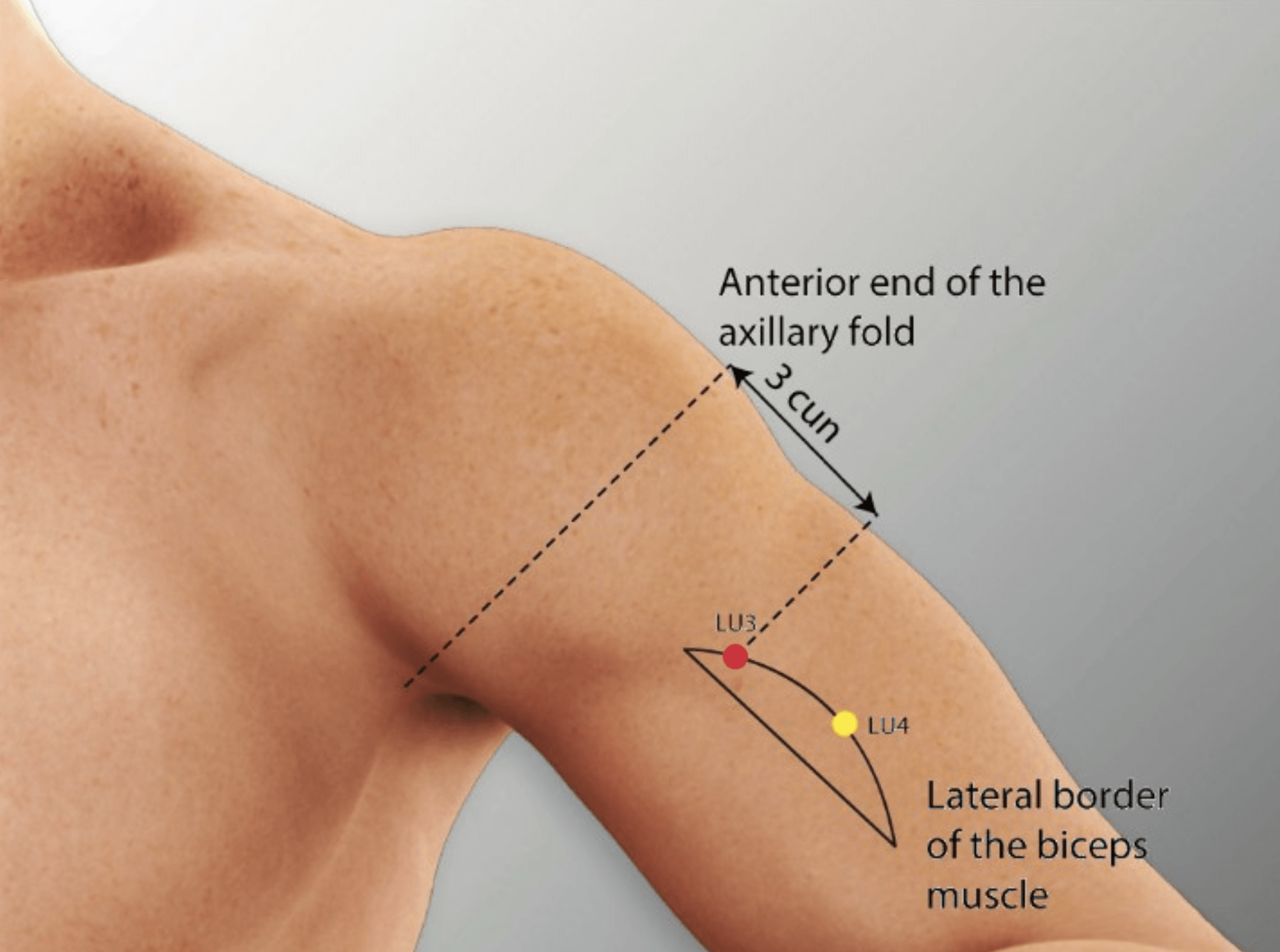 Emplacement du point Tian Fu (3P)
