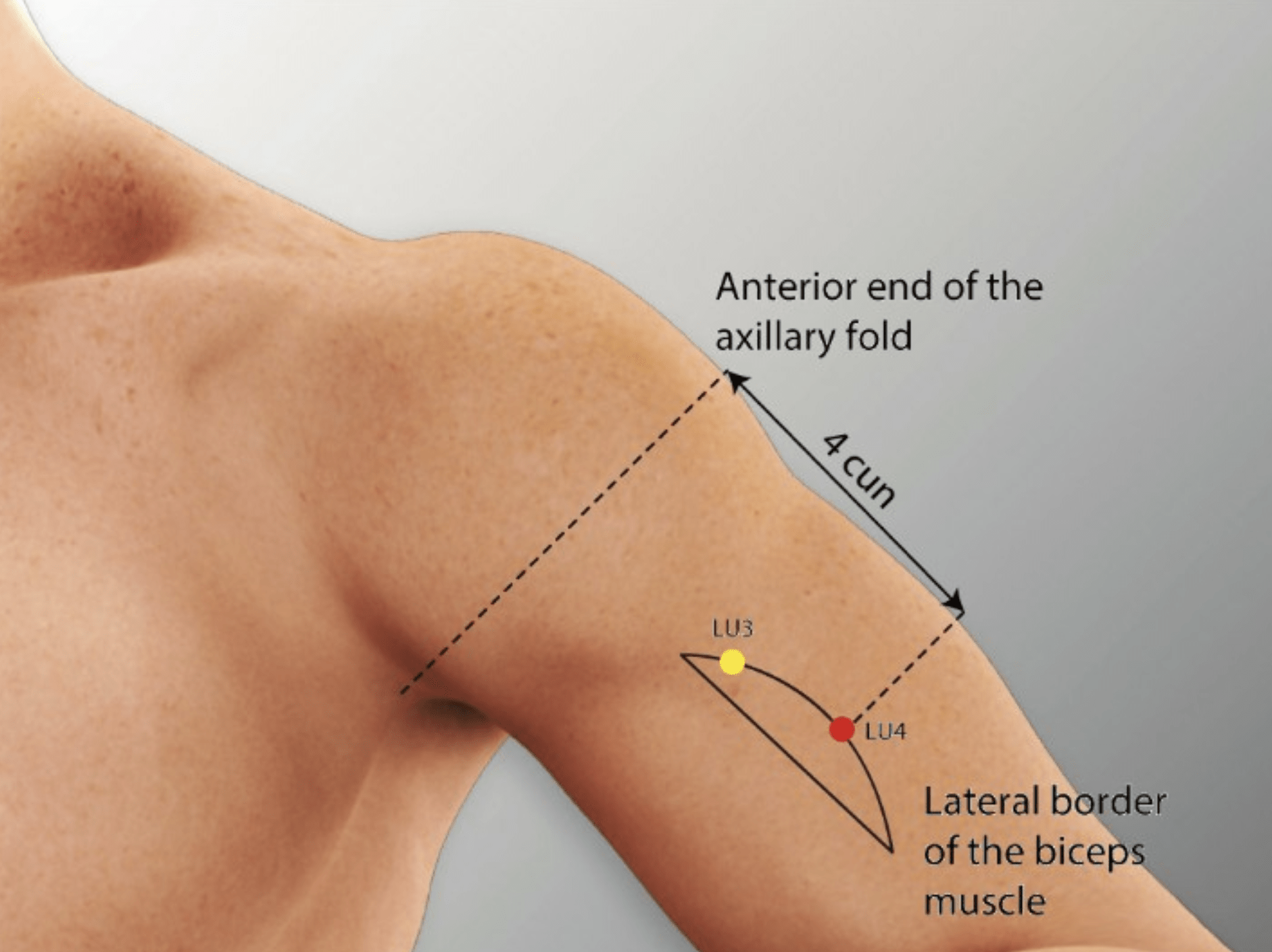 Emplacement du point Xia Bai (4P)