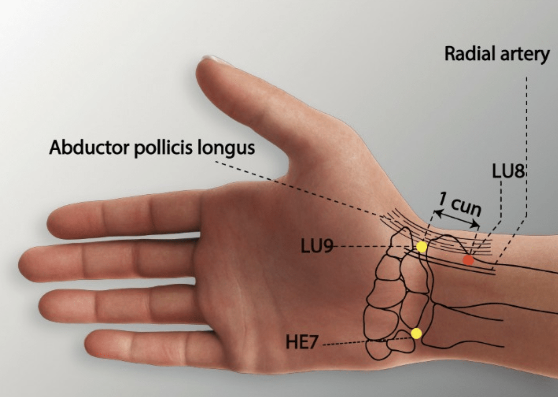 Emplacement du point Jing Qu (8P)