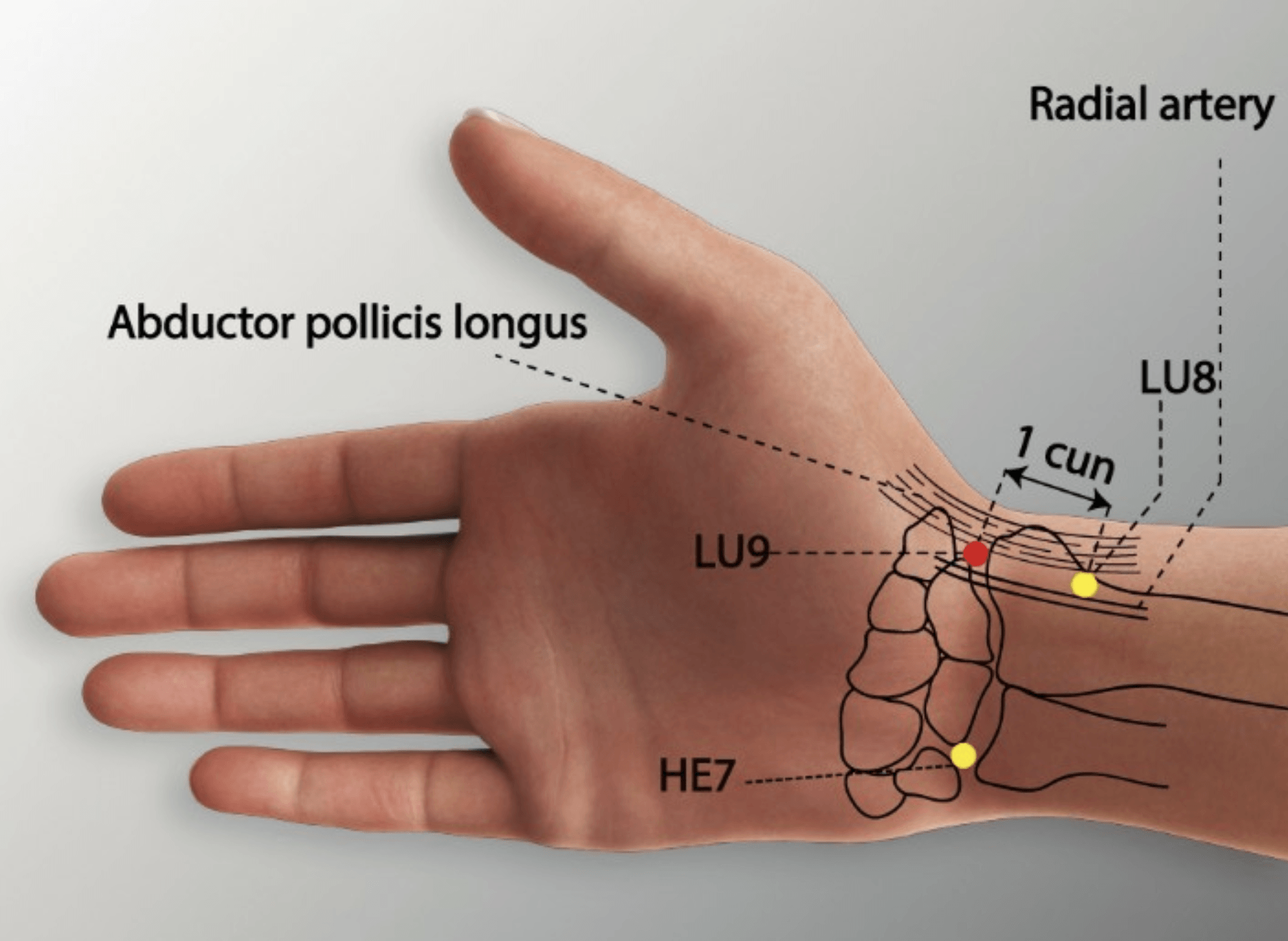 Emplacement du point Tai Yuan (9P)
