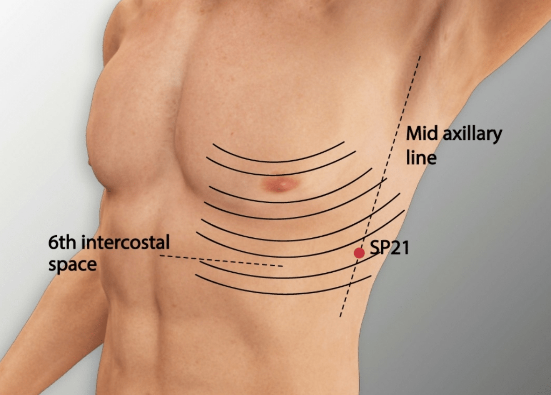  Emplacement du point Da Bao (21Rt)