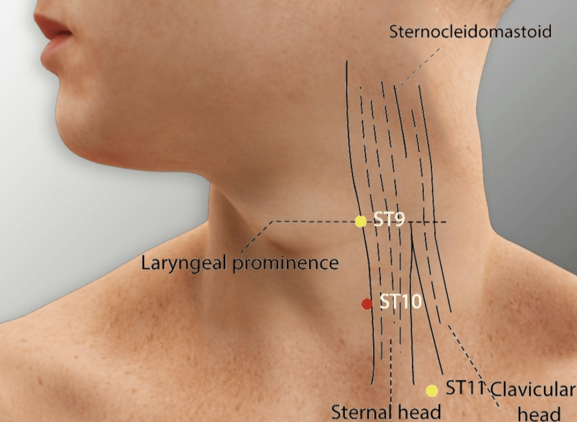 Emplacement du point Shui Tu (10E)